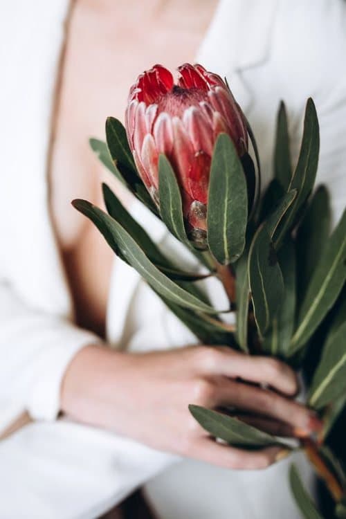 ხელში დაჭერილი King Protea